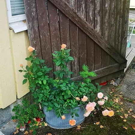 Mummon Saunamoekki Кемпинг